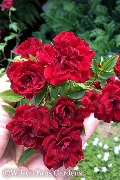 Red Rose Cascade