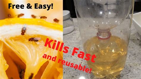 How To Make A Gnatfruitfly Trap Youtube