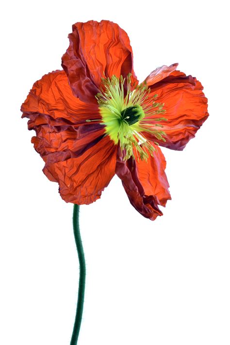 "Poppy Pose Ed. 1 of 100" by Nadia Culph. Paintings for Sale. Bluethumb