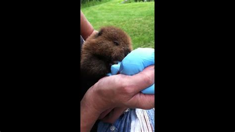 Baby Beaver Feeding Youtube
