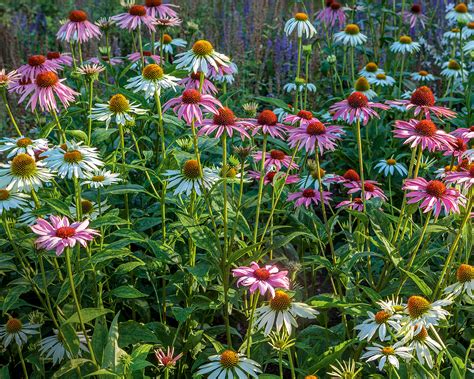 When To Plant Wildflower Seeds For A Colorful Natural Display