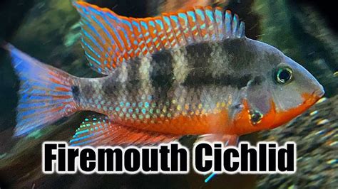 Firemouth Cichlid Aquariumia