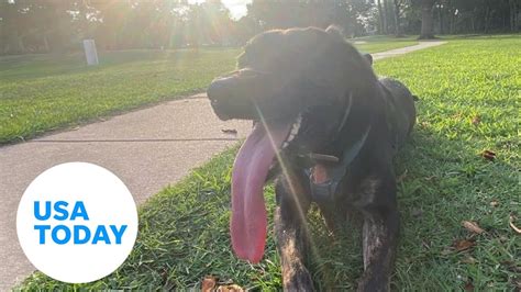 Meet Zoey Guinness World Record Holder For Longest Dog Tongue Usa