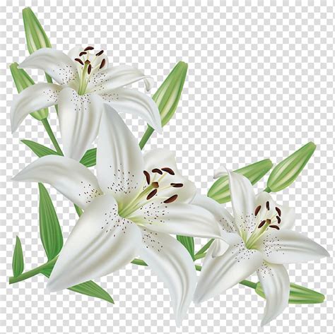 Free Download Lilium Candidum Flower Easter Lily Arum Lily White Lilium Three White