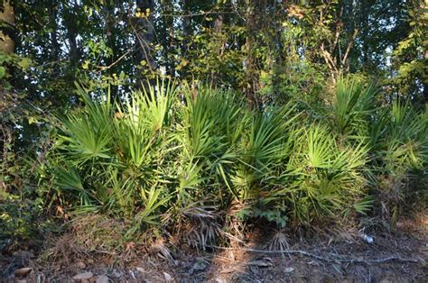 Native Saw Palmetto Provides Food And Shelter For Wildlife