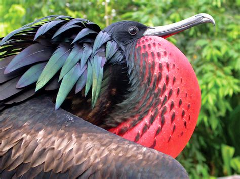 10 Most Endangered And Unique Birds On The Planet