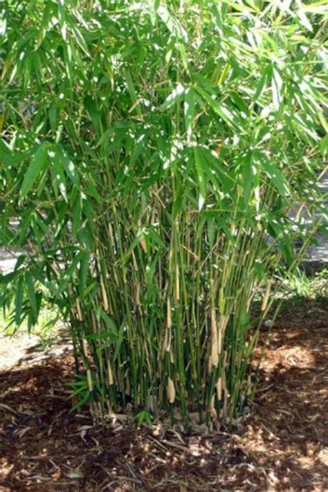 Bambusa Multiplex Green Hedge Clumping Bamboo 1 Gallon Etsy
