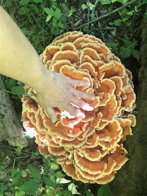 Chicken Of The Woods Found On A Hike Today Absolutely Massive