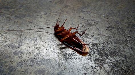 cockroach dying youtube