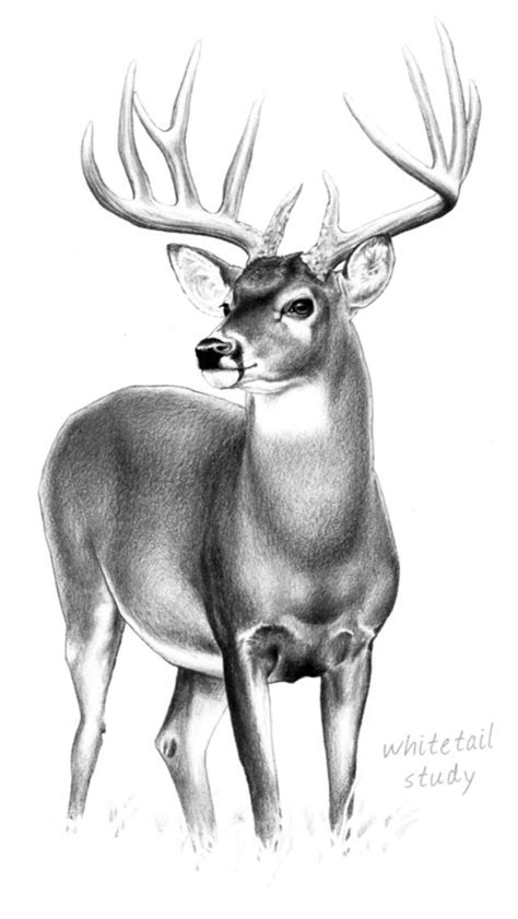 Whitetail Buck Pencil Drawings