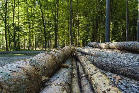 What Is Sustainable Wood Hunker