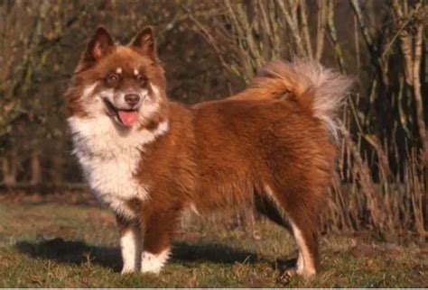 Finnish Lapphund Dog Breed Information And Owners Guide Perfect Dog