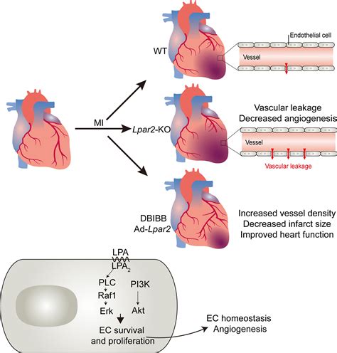 LPA2 Contributes To Vascular Endothelium Homeostasis And Cardiac