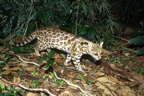 Scientists Discover New Cat Species Roaming Brazil Focusing On Wildlife