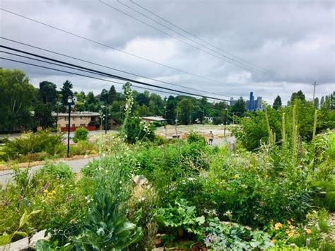 Two Examples Using Permaculture In City Spaces With Urban Food Forests
