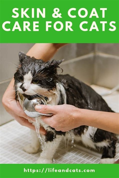 How To Groom Cats A Guide To Skin And Coat Care Cat Care Kitten