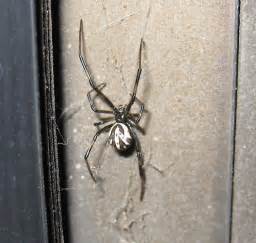 Black Spider With White Markings On Back Latrodectus Hesperus