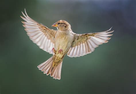 Photo Story Birds In Flight Photography Female House Sparrow