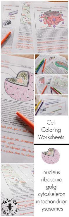 Cell And Organelle Coloring Page And Diagram Unit Bundle Teaching My Xxx Hot Girl
