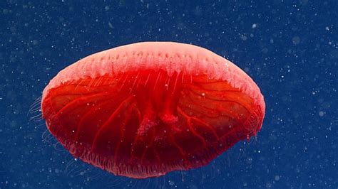 深海で発見された真っ赤なクラゲ、新種の可能性も ニコニコニュース