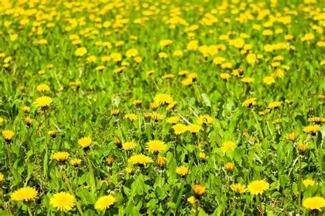 Field Of Vernal Green Grass With Flowering Dandelions On A Sunny Day In