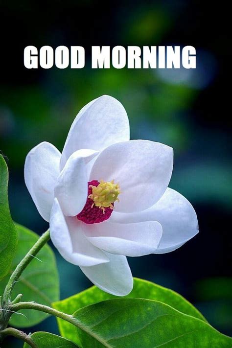 201 Good Morning Flower Images Free Download 2020 Good Morning Monday