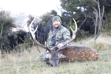 Sika Deer Hunts Guided Hunting In Hawkes Bay Nz