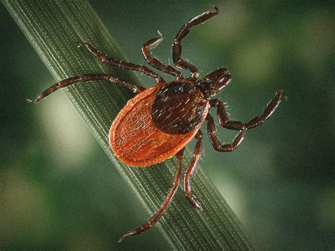 Deer Tick Pictures Identification And Lyme Disease