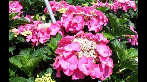 Small flowering shrubs and bushes are generally easy to care for and maintain, and also provide excellent ground cover. Best Flowering Shrubs, Hydrangea Fasan (Lacecap Hydrangea ...