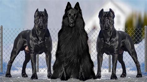 These Are 10 Blackest Dog Breeds Ever Youtube