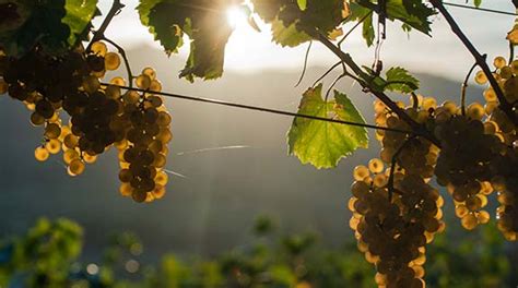 Vina Poljšak Winery In Primorska