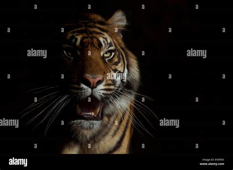 Head Portrait Of Sumatran Tiger Panthera Tigris Sumatrae With Face