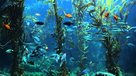 Free Stock Footage Fish Swimming In Ocean Kelp Bed Youtube