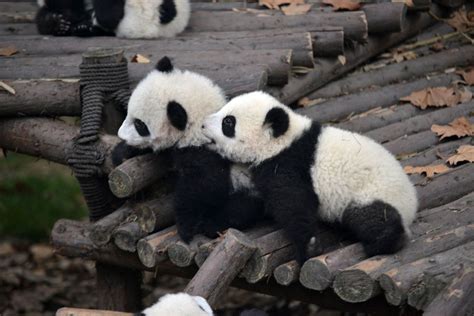 This Adorable Center For Baby Pandas Will Make Your Cheeks Hurt From