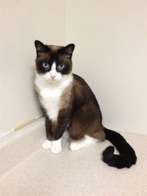 Snowshoe Cat Breeds Snowshoe Cat Cute Cats And Kittens