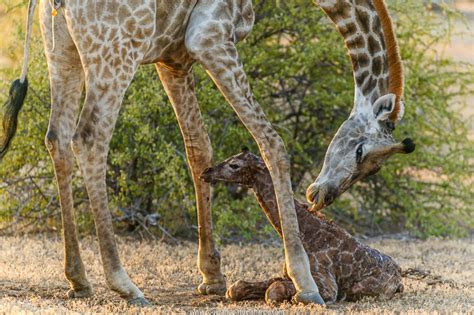 A Shaky Start For A Newborn Giraffe Africa Geographic