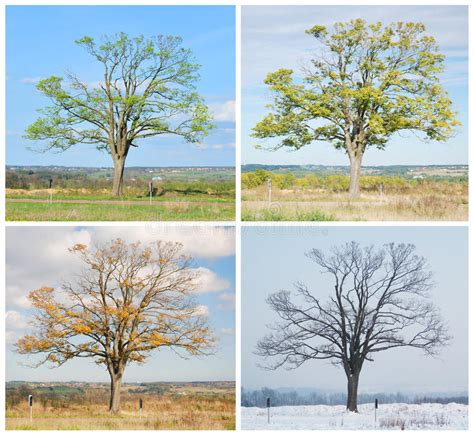 Four Seasons Tree Stock Image Image 14112611