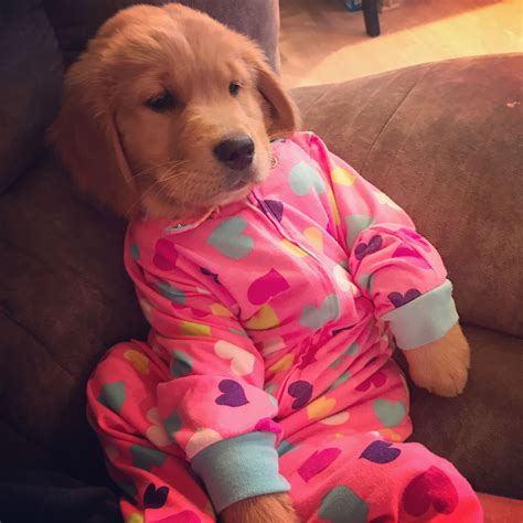 A video of two golden retriever cheese puppies, colby and bleu, running for their dinner over the course of none months has gone viral. Golden retriever puppy onesie | Retriever welpen ...