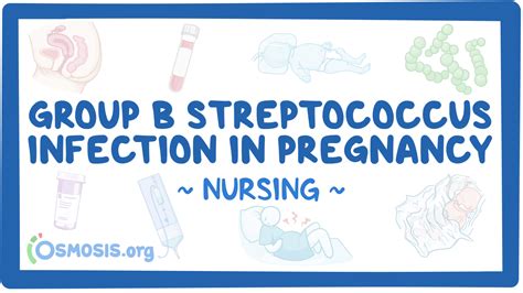 Group B Streptococcus Gbs Infection In Pregnancy Nursing Osmosis Video Library