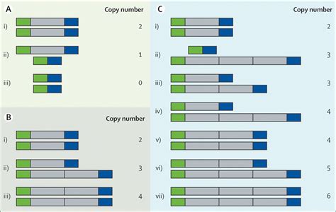Genomic Copy Number Variation Human Health And Disease The Lancet