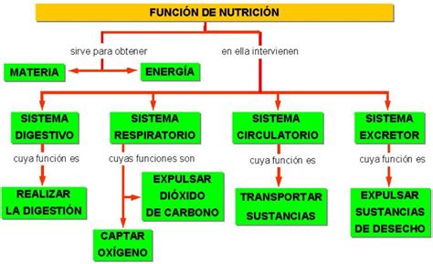 Aquí Tenéis Un Mapa Conceptual Sobre La Nutrición Con Las Funciones De