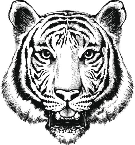 Drawing Tigers Vector Dibujos De Tigres Blanco Y Negro Clipart Full