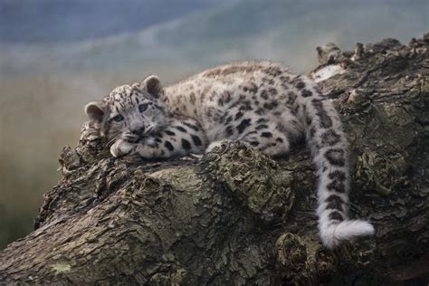 Snow Leopard Cub By Tygrik On Deviantart