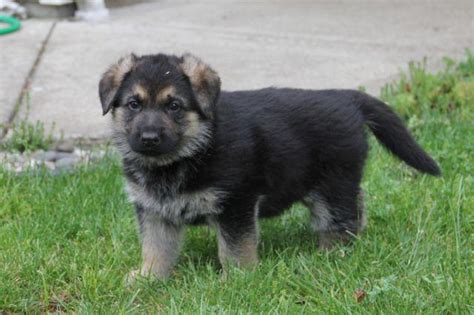 German Shepherd Akc Champion Line Puppies 6 Weeks Old For Sale In
