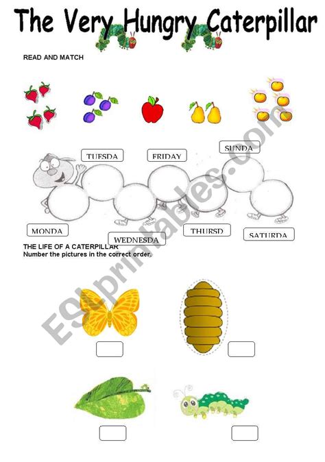 The Very Hungry Caterpillar Worksheets