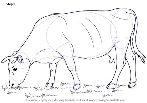 Animal How To Draw A Cow Sketch For Kindergarten Sketch Art Drawing