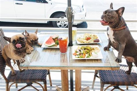 The best place to look for charter boats is in the marinas surrounding lake boca raton. Boca Raton Dog Friendly Restaurants | Where to Dine in Boca