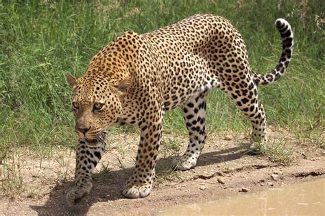 Good News For Leopards South Africa Bans Leopard Trophy Hunting For