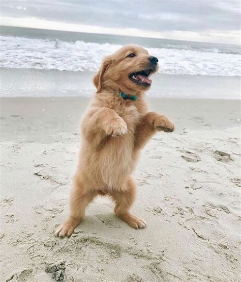 Traveler Tour On Instagram Happiest Doggo Ever ️ Puppies Cute