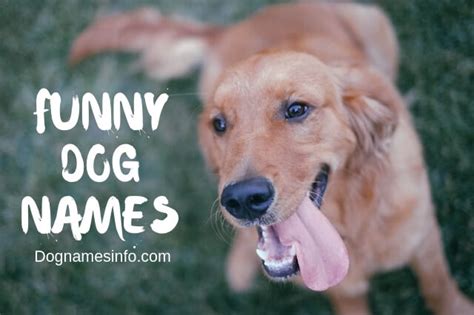 Funny Human Names For Pets Funny Png
